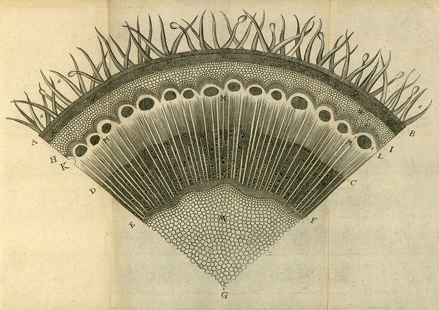 Nehemiah Grew's Anatomy of Plants (1680) In the 82 illustrated plates included in his 1680 book The Anatomy of Plants, the English botanist Nehemiah Grew revealed for the first time the inner structure and function of plants in all their splendorous intricacy.