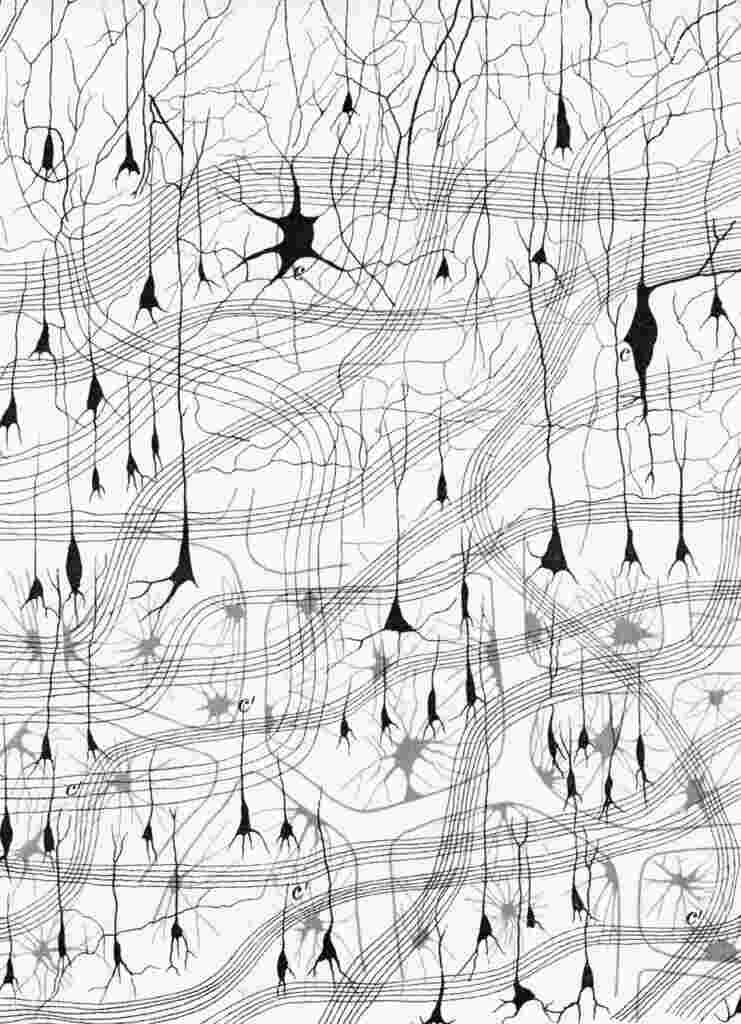 An illustrated network of cells in the nervous system